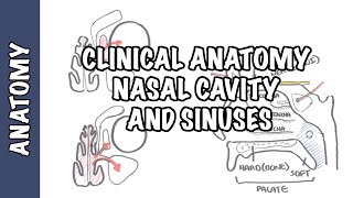 Clinical Anatomy  Nasal Cavity and Sinuses [upl. by Vaclava]