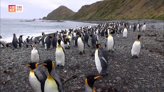 Macquarie Island Australia  TBS [upl. by Caprice]