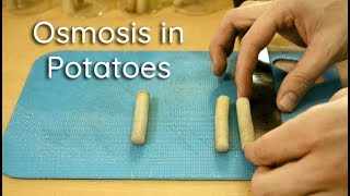 Osmosis in Potato Strips  Bio Lab [upl. by Liba]