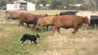 Border Collies Herding Cattle [upl. by Ynohtnad220]