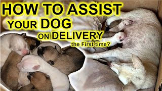 How to assist your Dog during Whelping  the delivery process [upl. by Anirrehs977]