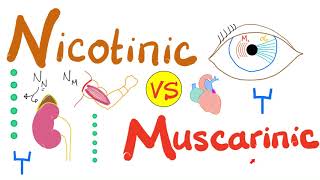 Nicotinic vs Muscarinic Receptors [upl. by Friedly]