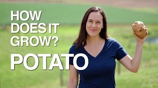 POTATO  How Does it Grow [upl. by Orv644]