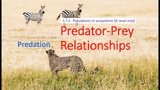 PredatorPrey Relationships A level Biology [upl. by Reginauld106]