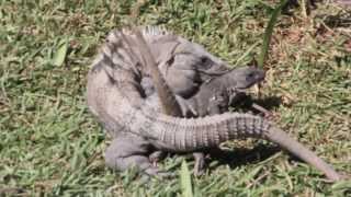 Black Iguanas Breeding Iguana Apareandose  Ctenosaura Similis [upl. by Afesoj]