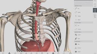 Esophageal Sphincters  Anatomy [upl. by Nilreb42]