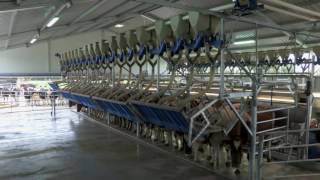 DeLaval Parallel Parlour [upl. by Dressler]