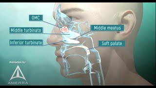 Tour of the Nasal Passage  3D animation [upl. by Ednargel]