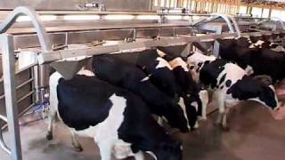 DeLaval EnDurance™ Herringbone Parlour  Canada  DeLaval Automated Milking Solutions  DeLaval [upl. by Cozza780]