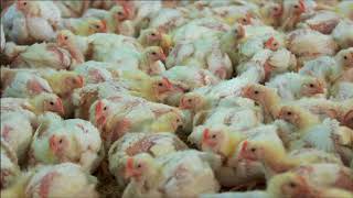 Chicken meat production BBC Countryfile [upl. by Kiehl880]