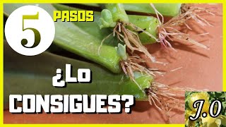 🌵Cómo reproducir suculentas por hojas en 5 PASOS⭐️PARTE 12 [upl. by Jilleen750]