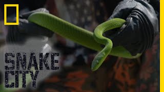 Green Mamba Under a Car  Snake City [upl. by Eyoj]