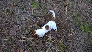 Jack Russell Terrier VS rat [upl. by Wind]