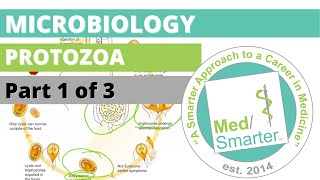 Protozoa  Microbiology  USMLE STEP 1  Part 1 of 3 [upl. by Venuti400]