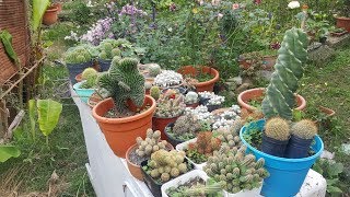 Tour por mis cactus echeverias y suculentas con nombres  Parte 2 [upl. by Ahsekal]