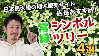 【常緑シンボルツリーオススメ4選】日本最大級の植木通販サイトのプロがすすめる常緑シンボルツリー4選 [upl. by Flyn]