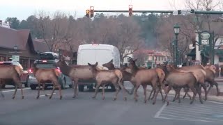 Elk Traffic Jam in Estes Park CO [upl. by Codding549]