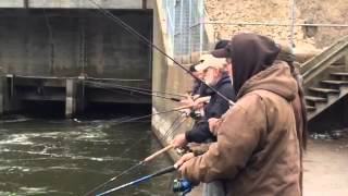 Fishing for Steelhead at the dam in Allegan [upl. by Leighton]