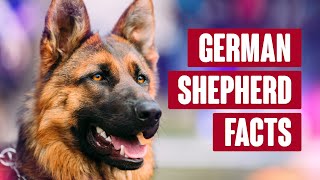 German Shepherd Everything You Need to Know [upl. by Wende]