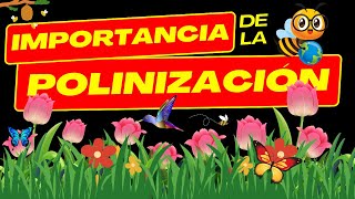 🌺🐝IMPORTANCIA DE LA POLINIZACIÓN Polinizadores🌎Ecología [upl. by Cave]