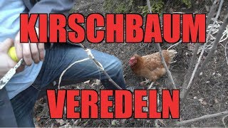 Kirschbaum VEREDELN  So wirds gemacht [upl. by Deck]