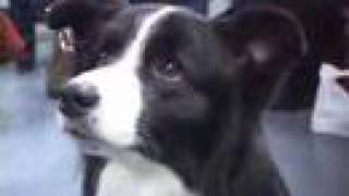 Choosing Border Collies [upl. by Airenahs]