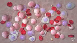 Blood Cancers Explained Leukemia Myeloma Lymphoma and more [upl. by Ventre]