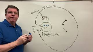 Phagocytosis Neutrophils amp Macrophages [upl. by Nosiddam]