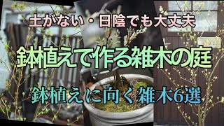 【鉢植えで育てられる庭木6選】 [upl. by Anrim]