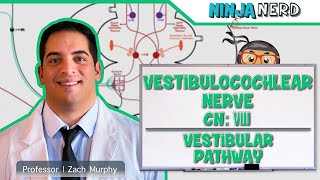 Neurology  Vestibulocochlear Nerve  Cranial Nerve VIII Vestibular Pathway [upl. by Oyr]