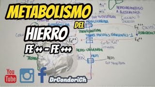 FISIOLOGÍA Metabolismo del Hierro DIGESTIÓN ABSORCIÓN TRANSPORTE Y METABOLISMO completo [upl. by Auoy]