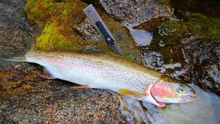 Wild Mountain Trout Catch n Cook [upl. by Alvy392]