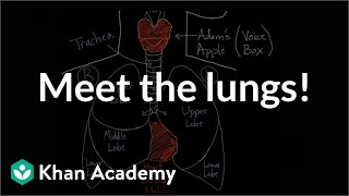 Meet the lungs  Respiratory system physiology  NCLEXRN  Khan Academy [upl. by Annairda823]