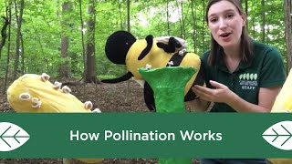 How Pollination Works [upl. by Tod]