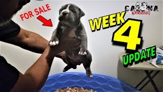 American Bully Puppies 4 Weeks Update Weaning Begins Male Available A Day with A Breeder [upl. by Cordelia686]