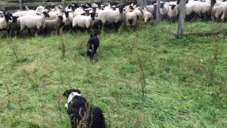 Tutorial Border collie pastoreo [upl. by Denby]