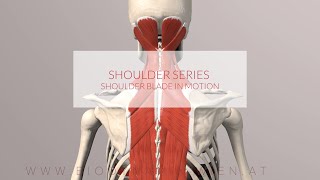 Shoulder Blade in Motion Shoulder Series Part 4 3D Animation [upl. by Anisor]