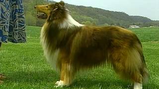 Collie  AKC Dog Breed Series [upl. by Kassity]