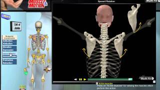 How Scapular Movement Works 3D Anatomy amp Diagrams [upl. by Sheff94]