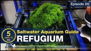 The lazy man’s way to avoid algae Refugium set up tips for nitrate and phosphate control [upl. by Retla]