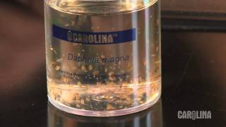 How to Care for Daphnia [upl. by Agnesse]