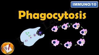 Phagocytosis FLImmuno10 [upl. by Nolyk20]