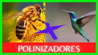 🐝 EXPLICACIÓN DE QUE ES LA POLINIZACIÓN Y LOS POLINIZADORES [upl. by Eittel]