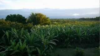 DOLE  Planting amp Growing Bananas [upl. by Vedis]