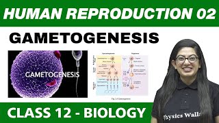 Human Reproduction 02  Gametogenesis  Class 12 NCERT [upl. by Eliga]