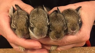 How to Rescue baby bunnies and keep them alive [upl. by Areid897]