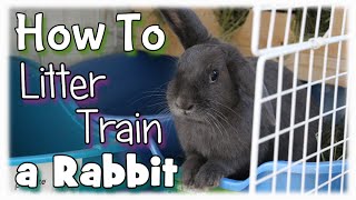 How to Litter Train a Rabbit [upl. by Eylsel]