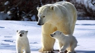 El Oso Polar Documental En Español [upl. by Brout]