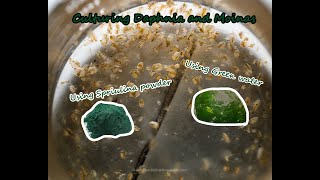 How To Culture Daphnia and Moinas using Green Water Spirulina powder [upl. by Lebiram]