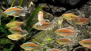 Congo Tetras Phenacogrammus interruptus [upl. by Llertak]